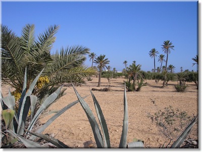 djerba_098.JPG